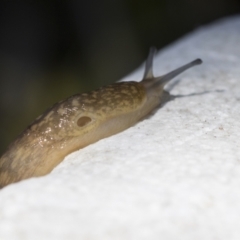 Limacus flavus at Higgins, ACT - 26 Apr 2021 10:43 AM