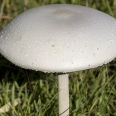 Macrolepiota dolichaula (Macrolepiota dolichaula) at National Arboretum Woodland - 29 Mar 2021 by AlisonMilton