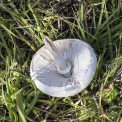 Macrolepiota dolichaula at Molonglo Valley, ACT - 30 Mar 2021