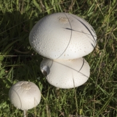 Macrolepiota dolichaula at Molonglo Valley, ACT - 30 Mar 2021