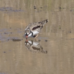 Charadrius melanops (Black-fronted Dotterel) at National Arboretum Woodland - 30 Mar 2021 by AlisonMilton