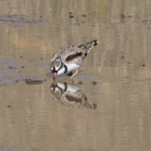 Charadrius melanops at National Arboretum Woodland - 30 Mar 2021