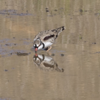 Charadrius melanops (Black-fronted Dotterel) at Molonglo Valley, ACT - 29 Mar 2021 by AlisonMilton