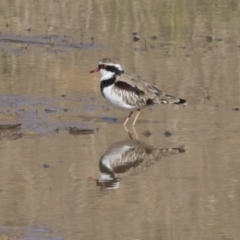 Charadrius melanops at National Arboretum Woodland - 30 Mar 2021