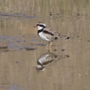 Charadrius melanops at National Arboretum Woodland - 30 Mar 2021