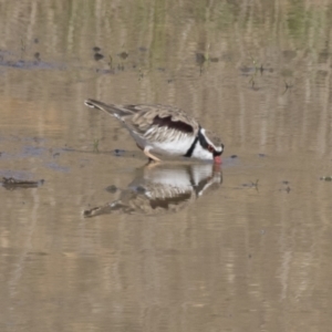 Charadrius melanops at National Arboretum Woodland - 30 Mar 2021