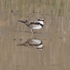 Charadrius melanops at National Arboretum Woodland - 30 Mar 2021