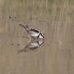 Charadrius melanops at National Arboretum Woodland - 30 Mar 2021