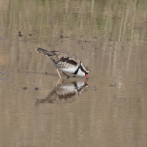 Charadrius melanops at National Arboretum Woodland - 30 Mar 2021