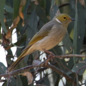 Ptilotula penicillata at Splitters Creek, NSW - 28 Apr 2021