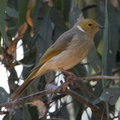 Ptilotula penicillata (White-plumed Honeyeater) at Albury - 28 Apr 2021 by PaulF