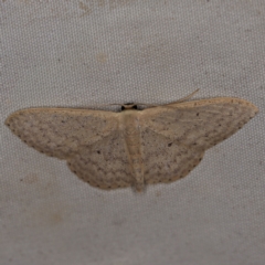 Scopula optivata (Varied Wave) at Wyanbene, NSW - 16 Apr 2021 by ibaird