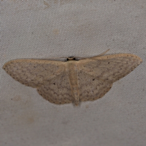 Scopula optivata at Wyanbene, NSW - 16 Apr 2021 08:07 PM