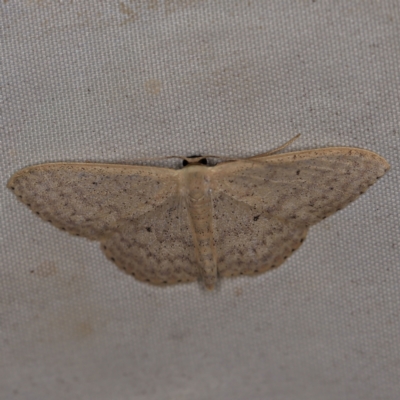 Scopula optivata (Varied Wave) at Wyanbene, NSW - 16 Apr 2021 by ibaird