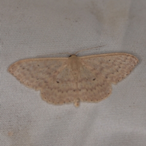 Scopula optivata at Wyanbene, NSW - 16 Apr 2021 08:07 PM