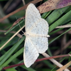 Scopula optivata at Wyanbene, NSW - 16 Apr 2021 08:07 PM