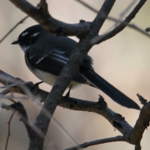 Rhipidura albiscapa at Albury - 28 Apr 2021 02:52 PM