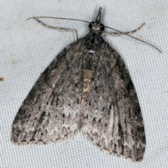 Microdes villosata (Distorted Carpet) at Wyanbene, NSW - 16 Apr 2021 by ibaird