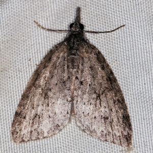 Microdes villosata at Wyanbene, NSW - 16 Apr 2021