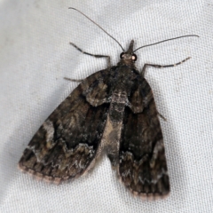 Microdes asystata (A Geometer moth) at QPRC LGA - 16 Apr 2021 by ibaird