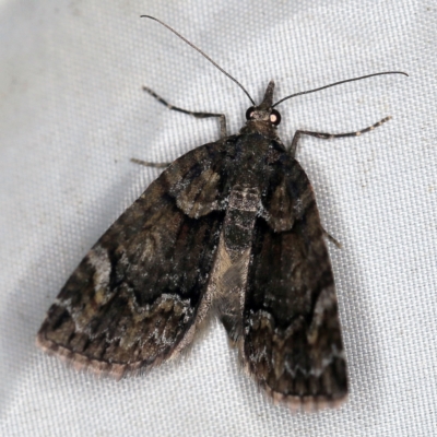 Microdes asystata (A Geometer moth) at Deua National Park (CNM area) - 16 Apr 2021 by ibaird