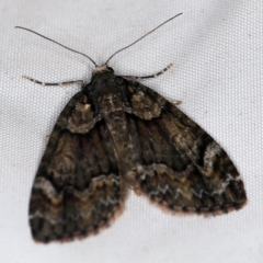 Microdes asystata at Wyanbene, NSW - 16 Apr 2021 07:45 PM