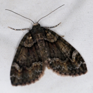 Microdes asystata at Wyanbene, NSW - 16 Apr 2021