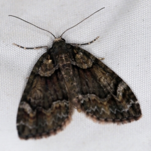 Microdes asystata at Wyanbene, NSW - 16 Apr 2021 07:45 PM