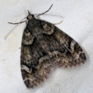 Microdes asystata at Wyanbene, NSW - 16 Apr 2021 07:45 PM