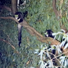 Petauroides volans (Greater Glider) at Leneva, VIC - 25 Mar 2021 by WingsToWander