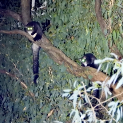 Petauroides volans (Southern Greater Glider) at Wodonga - 25 Mar 2021 by WingsToWander