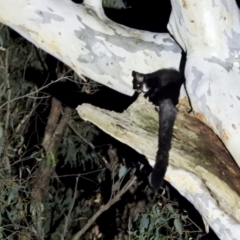 Petauroides volans (Greater Glider) at Leneva, VIC - 25 Mar 2021 by WingsToWander