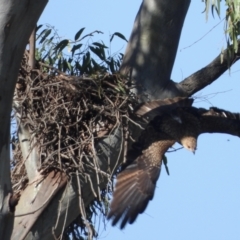 Haliastur sphenurus (Whistling Kite) at Albury - 31 Mar 2021 by WingsToWander