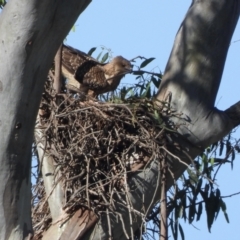 Haliastur sphenurus at Lake Hume Village, NSW - suppressed