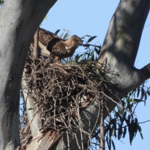 Haliastur sphenurus at Lake Hume Village, NSW - suppressed