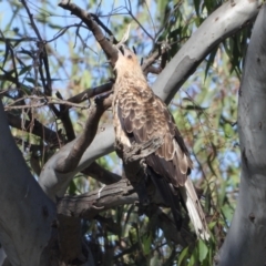 Haliastur sphenurus (Whistling Kite) at Lake Hume Village, NSW - 1 Apr 2021 by WingsToWander