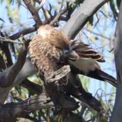 Haliastur sphenurus at Lake Hume Village, NSW - 1 Apr 2021 10:10 AM