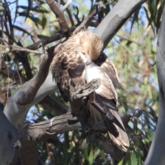 Haliastur sphenurus at Lake Hume Village, NSW - 1 Apr 2021 10:10 AM