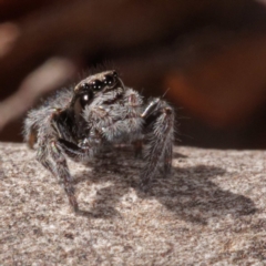 Maratus vespertilio (Bat-like peacock spider) at Gungaderra Grasslands - 26 Apr 2021 by DPRees125