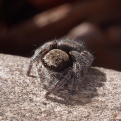 Maratus vespertilio at Crace, ACT - 26 Apr 2021