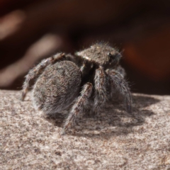 Maratus vespertilio at Crace, ACT - 26 Apr 2021