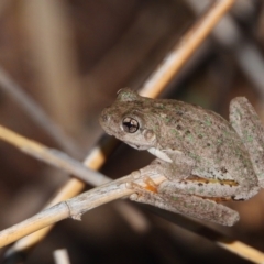 Litoria peronii (Peron's Tree Frog, Emerald Spotted Tree Frog) at Wonga Wetlands - 31 Mar 2021 by WingsToWander