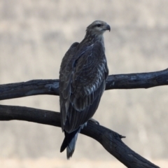 Haliaeetus leucogaster (White-bellied Sea-Eagle) at Albury - 31 Mar 2021 by WingsToWander