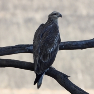 Haliaeetus leucogaster at Lake Hume Village, NSW - suppressed