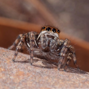 Jotus sp. (genus) at Crace, ACT - 26 Apr 2021 01:11 PM