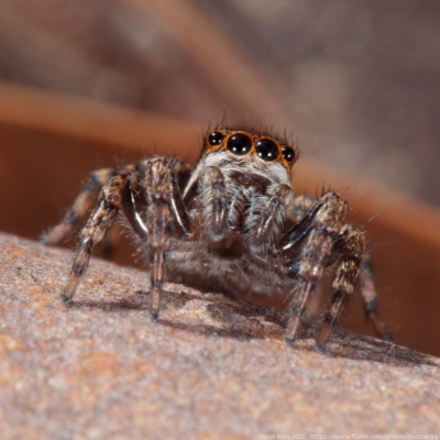 Jotus sp. (genus) (Unidentified Jotus Jumping Spider) at Gungaderra Grasslands - 26 Apr 2021 by DPRees125