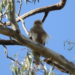 Haliastur sphenurus (Whistling Kite) at Wonga Wetlands - 30 Mar 2021 by WingsToWander