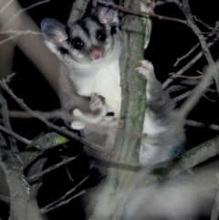 Petaurus norfolcensis (Squirrel Glider) at Wodonga Regional Park - 13 Apr 2021 by WingsToWander