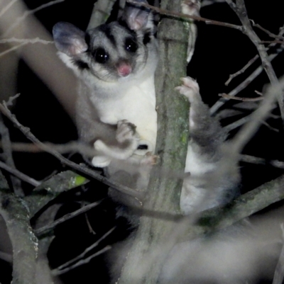 Petaurus norfolcensis (Squirrel Glider) at Wodonga Regional Park - 13 Apr 2021 by WingsToWander