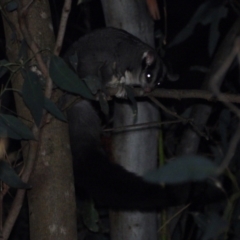 Petaurus norfolcensis (Squirrel Glider) at Wodonga - 13 Apr 2021 by WingsToWander